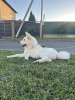 Photo №4. Je vais vendre akita (chien) en ville de Gomel. annonce privée - prix - 300€