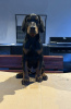 Photos supplémentaires: Chiots Dobermann à vendre