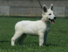 Photos supplémentaires: Chiots Berger Blanc Suisse