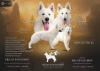 Photo №1. berger blanc suisse - à vendre en ville de Москва | négocié | Annonce №15813