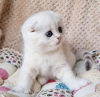 Photo №1. scottish fold - à vendre en ville de New york | 265€ | Annonce № 100503