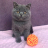 Photo №1. british shorthair - à vendre en ville de Londres | 250€ | Annonce № 121989