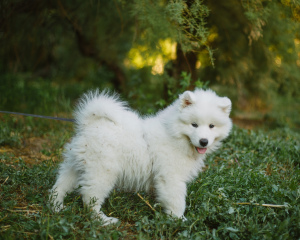 Photo №3. Samoyed. Les garçons. Fédération de Russie