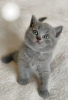 Photo №2 de l'annonce № 87383 de la vente british shorthair - acheter à Allemagne annonce privée