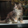 Photos supplémentaires: Chaton maine coon femelle à vendre