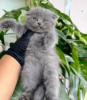 Photo №3. British Shorthair Gris Mâle et Femelle Race à vendre. USA