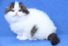 Photo №4. Je vais vendre scottish fold en ville de Turku.  - prix - 200€