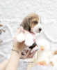 Photo №1. beagle - à vendre en ville de Nuremberg | Gratuit | Annonce №99469