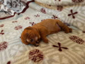 Photo №2 de l'annonce № 6120 de la vente cavalier king charles spaniel - acheter à Fédération de Russie éleveur