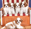 Photo №1. cavalier king charles spaniel - à vendre en ville de Graz | négocié | Annonce №53347