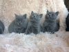 Photo №1. british shorthair - à vendre en ville de Munich | négocié | Annonce № 109229