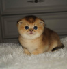 Photo №1. chat chinchilla - à vendre en ville de Minsk | 232€ | Annonce № 7958