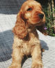 Photo №1. cocker spaniel anglais - à vendre en ville de Varsovie | 400€ | Annonce №78226