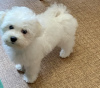 Photo №4. Je vais vendre bichon à poil frisé en ville de Herne. annonce privée - prix - 1000€