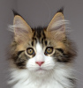 Photo №1. maine coon - à vendre en ville de Kazan | négocié | Annonce № 10324