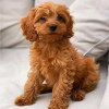 Photo №3. Chiots Maltipoo. USA