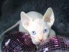 Photo №1. sphynx - à vendre en ville de Флорида Сити | 700€ | Annonce № 58437