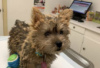 Photo №3. Chiots Norwich Terrier abordables à vendre. Allemagne