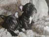 Photo №1. bouledogue - à vendre en ville de Кортрейк | Gratuit | Annonce №121234