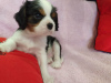 Photo №1. cavalier king charles spaniel - à vendre en ville de Minsk | 799€ | Annonce №9771