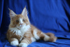Photo №3. A vendre un chat magnifique de la chatterie des parents titrée Mariburg,. Fédération de Russie
