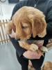 Photo №2 de l'annonce № 104120 de la vente golden retriever - acheter à Allemagne annonce privée