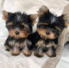 Photo №1. yorkshire terrier - à vendre en ville de Sydney | négocié | Annonce №84710