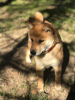 Photos supplémentaires: CHIOTS SHIBA INU RKF