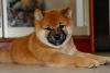 Photo №1. shiba - à vendre en ville de Nizhny Novgorod | négocié | Annonce №117462