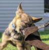 Photos supplémentaires: Chiots berger allemand