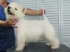 Photo №4. Je vais vendre west highland white terrier en ville de Москва. annonce privée, de la fourrière, éleveur - prix - 616€