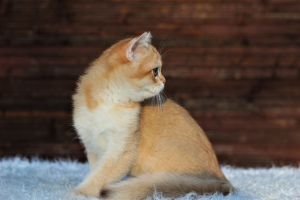 Photo №2 de l'annonce № 7072 de la vente chat chinchilla - acheter à Biélorussie éleveur