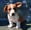 Photo №1. welsh corgi - à vendre en ville de Руза | 739€ | Annonce №54517