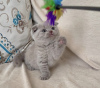 Photo №2 de l'annonce № 83554 de la vente scottish fold - acheter à USA annonce privée