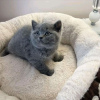 Photo №2 de l'annonce № 123046 de la vente british shorthair - acheter à Hongrie annonce privée