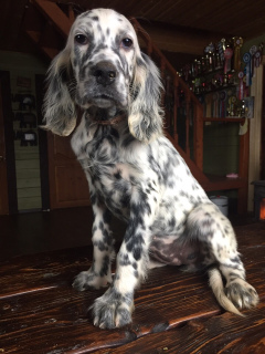 Photos supplémentaires: Dans le chenil Allure Show, des chiots Setter anglais sont vendus!