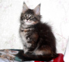 Photo №4. Je vais vendre maine coon en ville de Saint-Pétersbourg. de la fourrière, éleveur - prix - 399€