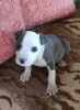 Photo №1. staffordshire bull terrier - à vendre en ville de Kovačica | 200€ | Annonce №103917