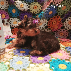 Photo №4. Je vais vendre yorkshire terrier en ville de Samara. éleveur - prix - 298€