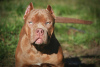 Photo №1. american bully - à vendre en ville de Москва | 986€ | Annonce №121593