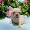 Photo №1. bouledogue - à vendre en ville de Вашингтон | 379€ | Annonce №114723