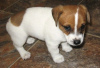 Photo №1. jack russell terrier - à vendre en ville de Berlin | 379€ | Annonce №56590