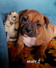 Photo №1. staffordshire bull terrier - à vendre en ville de Vuillafans | 1600€ | Annonce №78623