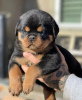 Photo №1. rottweiler - à vendre en ville de Prague | négocié | Annonce №83740