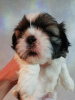 Photo №3. Chiots Shih Tzu de race pure.. Estonie