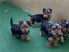 Photo №1. yorkshire terrier - à vendre en ville de Berlin | 300€ | Annonce №107369