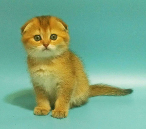 Photo №4. Je vais vendre scottish fold en ville de Kharkov. éleveur - prix - 556€