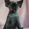 Photo №2 de l'annonce № 114804 de la vente devon rex - acheter à Pologne éleveur