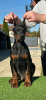 Photos supplémentaires: Chiots Doberman à vendre