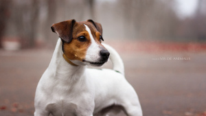 Photo №3. Tricot Jack Russell Terrier en Biélorussie. Annonce № 1318